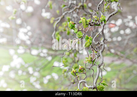 twisted branches with young fresh leaves in spring. first spring green leaves on blurred natural background Stock Photo