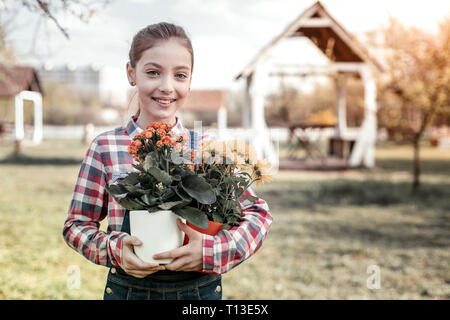 Beautiful yellow chrysanthemums in pot standing on green grass Stock Photo