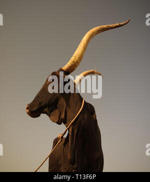 Portrait of ankole-watusi bighorned bull at Agadez cattle market, Niger Stock Photo