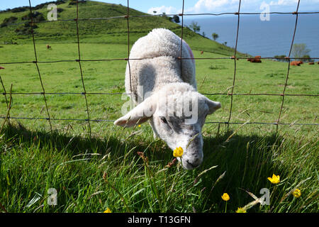 Young sheep in a field beside the road, in the Valley of the Rocks, near Lynton and Lynmouth, Devon, UK Stock Photo