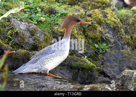 A mature female Scaly-sided Merganser (Mergus squamatus) standing in a small stream in Southern England Stock Photo
