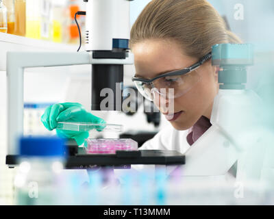 Cell Research, Scientist placing a multi well plate under the microscope ready to examine cells in the laboratory Stock Photo