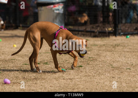A dog carries a plastic easter egg filled with a dog treat at a dog egg hunt in a public park. Stock Photo