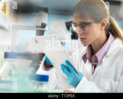 Scientist adding data to a tablet during an experiment in the laboratory Stock Photo