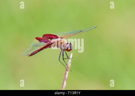Red Saddlebags basking in the sun. Stock Photo