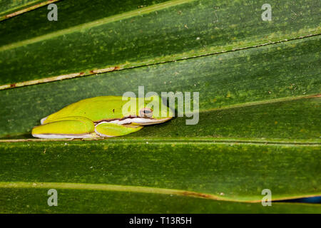 Green treefrog hiding on the tree branch Stock Photo