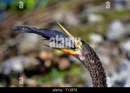 Anhinga is setting the fish into right angle before it can be swallowed. Stock Photo
