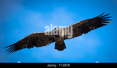 Juvenile bald eagle soaring against a clear blue sky at Boundary Bay near Vancouver, BC. Stock Photo