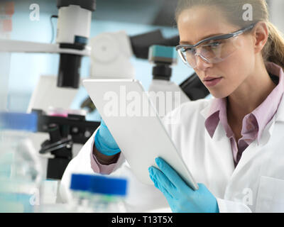 Scientist adding data to a tablet during an experiment in the laboratory Stock Photo