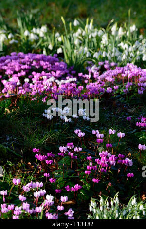 Cyclamen coum,Galanthus,snowdrop,snowdrops,cyclamens,February,Winter,White,pink,flowers,flowering,carpet,bulbs,lawn,lawns,garden,RM Floral Stock Photo