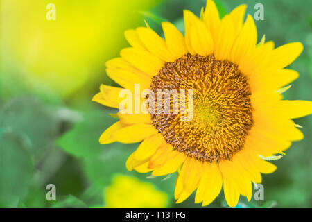 Sunflower, close-up Stock Photo