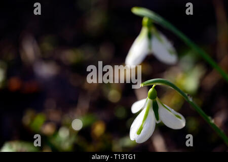 Galanthus plicatus south hayes,hybrid, green markings ,virescent ,snowdrop ,snowdrops ,spring ,flower ,flowers, RM Floral Stock Photo