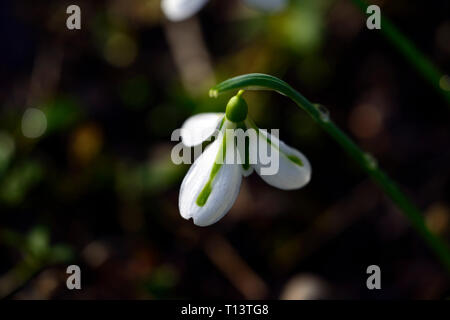 Galanthus plicatus south hayes,hybrid, green markings ,virescent ,snowdrop ,snowdrops ,spring ,flower ,flowers, RM Floral Stock Photo