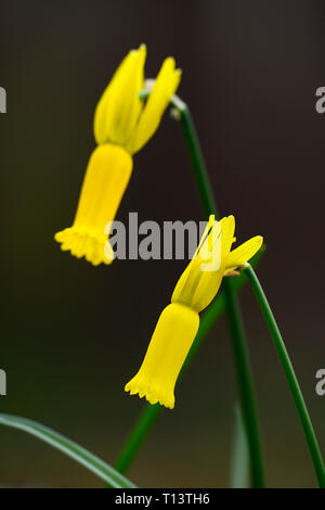 Narcissus cyclamineus,cyclamen-flowered daffodil,species daffodil,yellow flowers,flowering,spring,reflexed petals,reflex,petals,RM Floral Stock Photo