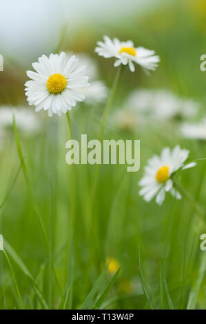 Daisies blooming in meadow Stock Photo