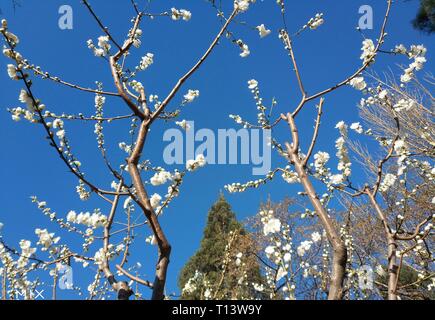 Beijing, China. 23rd Mar, 2019. Photo taken with a mobile phone shows blooming flowers in Beijing, capital of China, March 23, 2019. Credit: Li Bin/Xinhua/Alamy Live News Stock Photo
