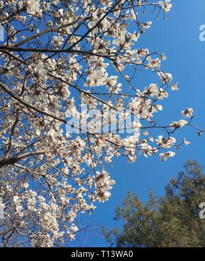 Beijing, China. 23rd Mar, 2019. Photo taken with a mobile phone shows blooming flowers in Beijing, capital of China, March 23, 2019. Credit: Li Bin/Xinhua/Alamy Live News Stock Photo