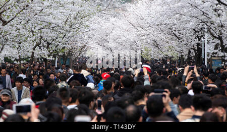 Nanjing, China's Jiangsu Province. 23rd Mar, 2019. People view cherry blossoms in Nanjing, east China's Jiangsu Province, March 23, 2019. Credit: Su Yang/Xinhua/Alamy Live News Stock Photo
