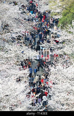 Nanjing, China's Jiangsu Province. 23rd Mar, 2019. People view cherry blossoms at Nanjing Forestry University in Nanjing, east China's Jiangsu Province, March 23, 2019. Credit: Yang Suping/Xinhua/Alamy Live News Stock Photo