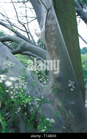 a tree infested by the ermine moth, Cologne, Germany. The ermine moth belongs to the family of the butterflies. Trees which are attacked by these anim Stock Photo