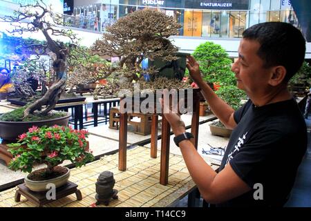 Filipino Bonsai Artist Ogi Uyehara checks his “Hibiscus” bonsai 