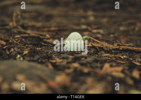 small pretty brocken bird egg shell on forest ground, New Zealand Stock Photo