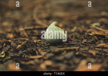 small pretty brocken bird egg shell on forest ground, New Zealand Stock Photo