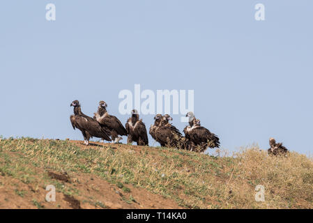 A flock of birds Cinereous vulture (Aegypius monachus). Chyornye Zemli (Black Lands) Nature Reserve, Kalmykia region, Russia. Чёрные грифы, сипы Stock Photo