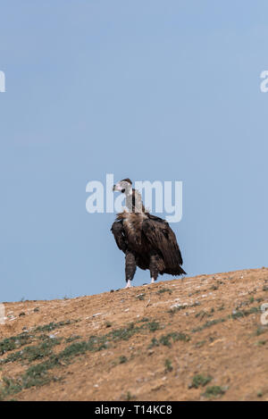 Cinereous vulture. Chyornye Zemli (Black Lands) Nature Reserve, Kalmykia region, Russia. Stock Photo