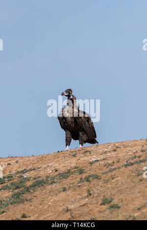 Cinereous vulture. Chyornye Zemli (Black Lands) Nature Reserve, Kalmykia region, Russia. Stock Photo