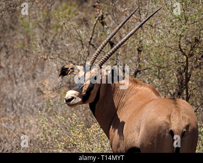 male Fringe-eared Oryx (Oryx beisa callotis) a large dry country antelope with magnificent scimitar horns in scrubland of Tsavo West NP, Kenya,Africa Stock Photo