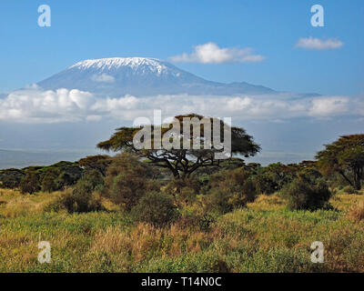 clouds gather across the flanks of Mount Kilimanjaro in an iconic savannah landscape with characteristic trees in Amboseli NP, Kenya,Africa Stock Photo