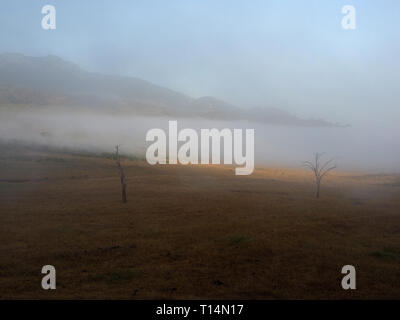 eerie skeletons of dead trees silhouetted in the early morning mist as the sun breaks through in the Ngulia Hills, Tsavo West NP,Kenya,Africa Stock Photo