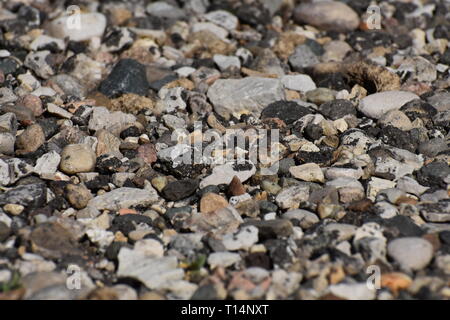 Stone background. Dry stones of different colors and shapes. Stock Photo