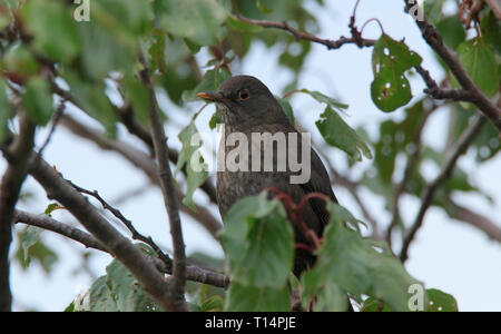 A female Common Blackbird, Turdus merula, perched on a tree branch.  The Common blackbird was introduced to Australia.The bird is a thrush and is also Stock Photo