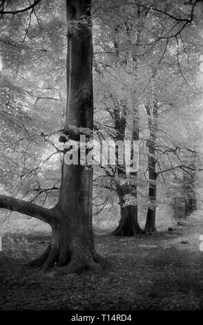 Woodland path in West Walk, Forest of Bere, Hampshire, UK: beech tree foliage shot on black and white infra-red filmstock, with its characteristic prominent grain structure, high-contrast and glowing bright foliage. Stock Photo