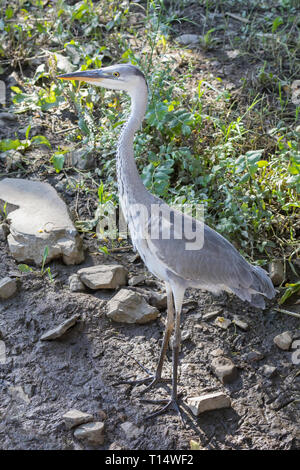 Juvenile Grey Heron, Ardea cinerea, at the Leidam, Montagu, Western Cape, South Africa in summer profile view backlit by sun in natural habitat Stock Photo