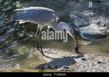 Juvenile Grey Heron, Ardea cinerea, at the Leidam, Montagu, Western Cape, South Africa in summer, foraging on a bunch of old grapes picking them off   Stock Photo