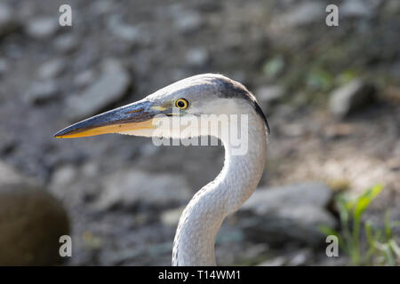Juvenile Grey Heron, Ardea cinerea, at the Leidam, Montagu, Western Cape, South Africa in summer, close up side view headshot in natural habitat Stock Photo