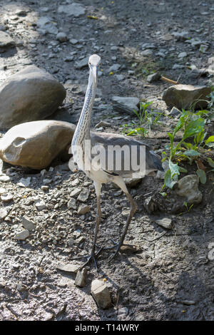 Juvenile Grey Heron, Ardea cinerea, at the Leidam, Montagu, Western Cape, South Africa in summer high nagle frontal view showing markings on neck Stock Photo
