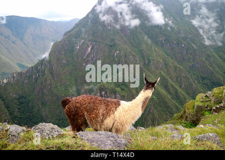 Llama looking at the amazing ruins of Inca citadel of Machu Picchu, Cusco region, Peru Stock Photo