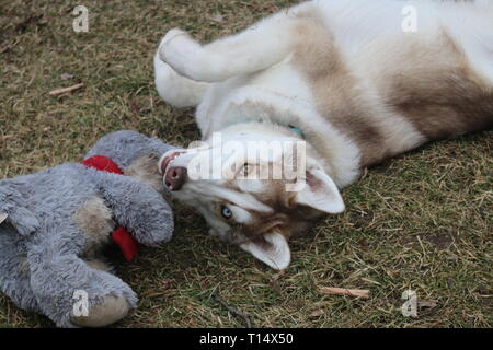 Puppy play with toy, Siberian Husky puppy. Stock Photo