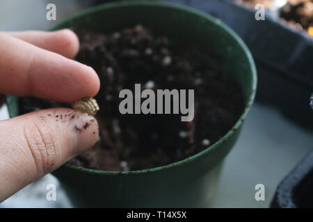 Nasturtium (Tropaeolum majus) seeds on a wooden spoon Stock Photo