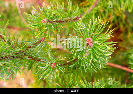 Mountain pine, dwarf mountain pine, scrub mountain pine,  mugo pine or creeping pine (Pinus mugo) Stock Photo