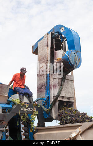 Shiraz grape harvest, Robertson, Robertson Wine Valley, Western Cape, South Africa, New Holland Braud SB58 Grape Harvester emptying grapes into bin Stock Photo