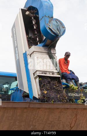 Shiraz grape harvest, Robertson, Robertson Wine Valley, Western Cape, South Africa, New Holland Braud SB58 Grape Harvester offloading grapes into bin Stock Photo