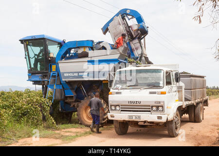 Shiraz grape harvest, Robertson, Robertson Wine Valley, Western Cape, South Africa, New Holland Braud SB 58 Grape Harvester offloading onto a truck Stock Photo