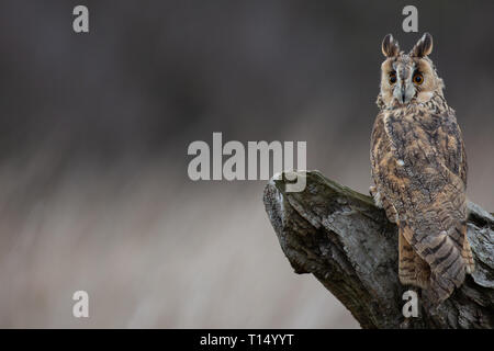 Long Eared Owl (Asio flammeus) on completely natural perch, United Kingdom Stock Photo