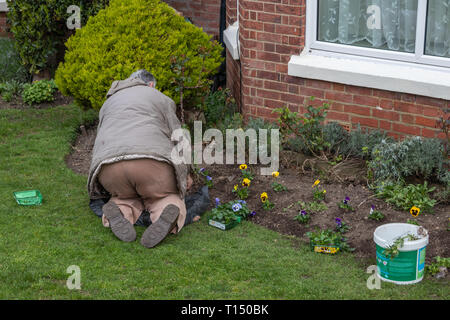 Elderly man on his knees gardening Stock Photo