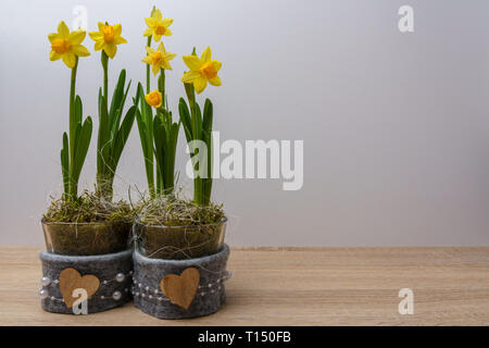 Pots with daffodils and heart decoration on a wooden table in front of a white background with copy space Stock Photo